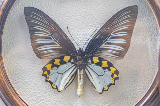 istock Image shows a spread-winged, yellow and black butterfly with iridescent scales on a neutral background The butterfly is displayed within a round frame or case 2191684690