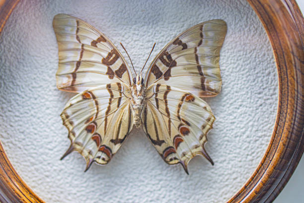 istock A preserved butterfly with vibrant wing patterns on a light background, mounted in a circular tray 2191684691