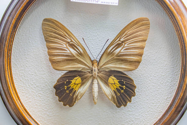 istock A preserved butterfly with spread wings, displayed within a circular wooden case, showcasing intricate wing patterns The background is plain light-colored and the item may be educational or for exhi 2191684693