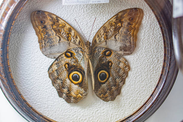 istock A large, intricate butterfly display within a decorative frame is central to the image The butterfly features orange and brown wing patterns with white spot eyespots The display is well-lit and s 2191684775