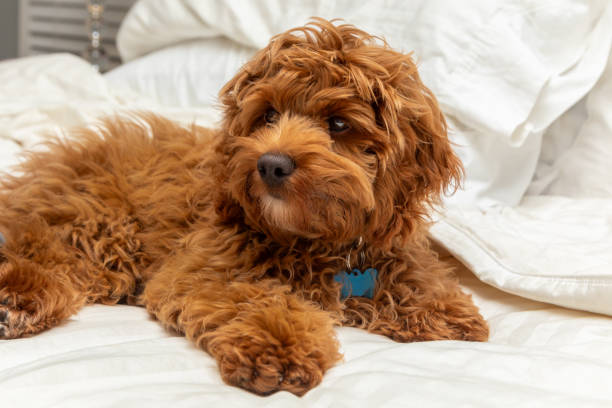 Red brown cockapoo puppy dog lying down on white bed. Copy space including dog tag.