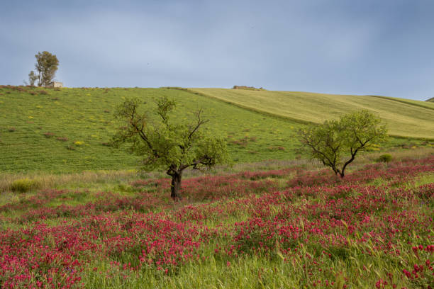 Desert acacia. Spring bloom of the Negev Desert in Israel. Fields of flowers in the bright southern sun. Magnificent blooming spring. Blue sky and light clouds. Lovely warm day.