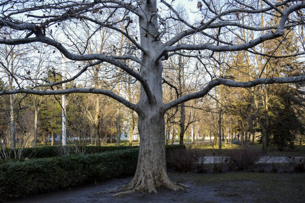 Large old plane tree without leaves with horizontal branches opposite park. Late autumn, wet ground after rain, boxwood bushes. Selective focus. Close-up.