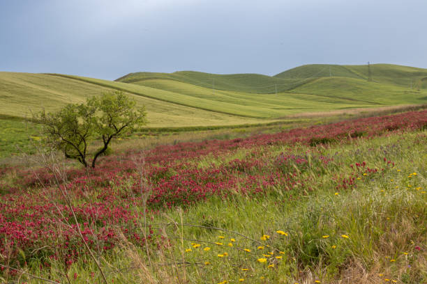 istock Landscape with a clover field, Sicily, Italy 2191687087