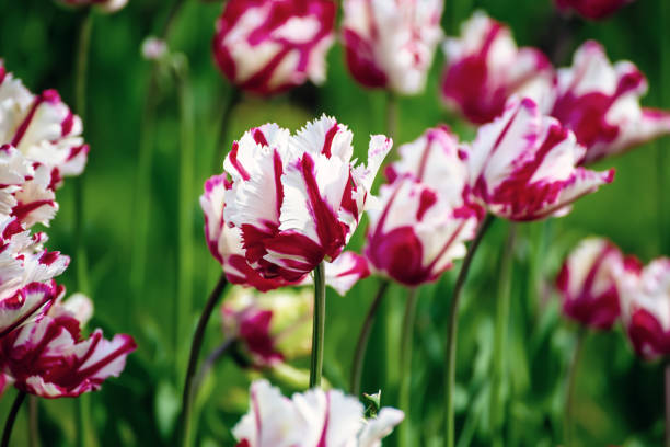 Spring meadow with red tulip flowers with white stripes, floral natural seasonal easter background with copy space