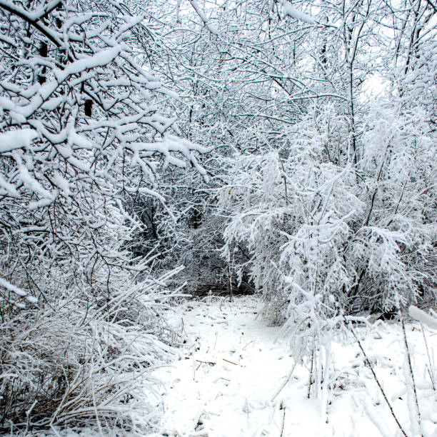Snow covered, blue tinted frozen branches in a small clearing on a winter day