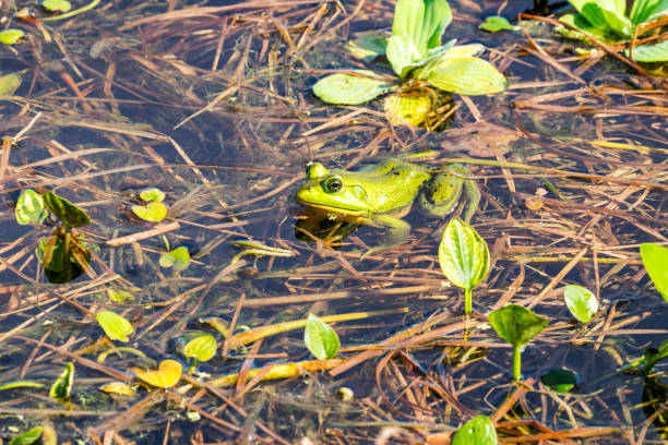 istock Green Tree Frog at Orlando Wetlands Park 2191689070