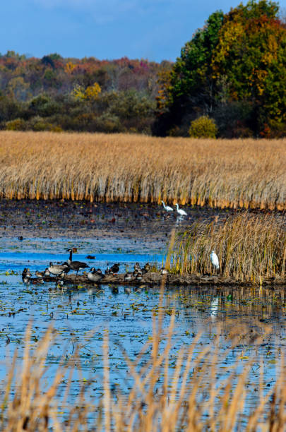 istock Canada Geese, ducks and a heron on a wet marsh with yellow reeds and fall colored trees on a fall morning. 2191689734