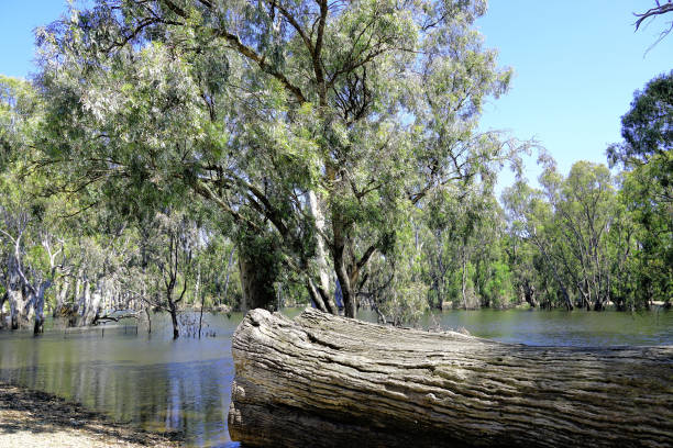Image captured of the Echuca floods 2022, Murray River - the waters rose higher than expected, turning the town's streets into a temporary lake. Locals and tourists alike grabbed their cameras to capture the surreal scene, with some even taking boat rides down the main street!\