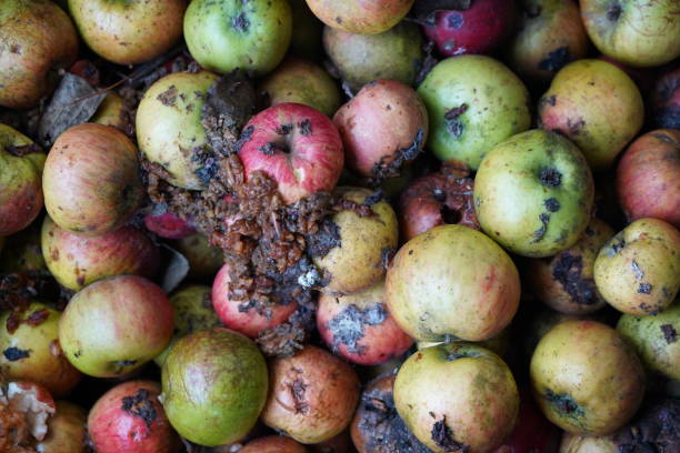 istock Very rotten apples on the ground. Rotten black apples. Spoiled old apples. 2191691428