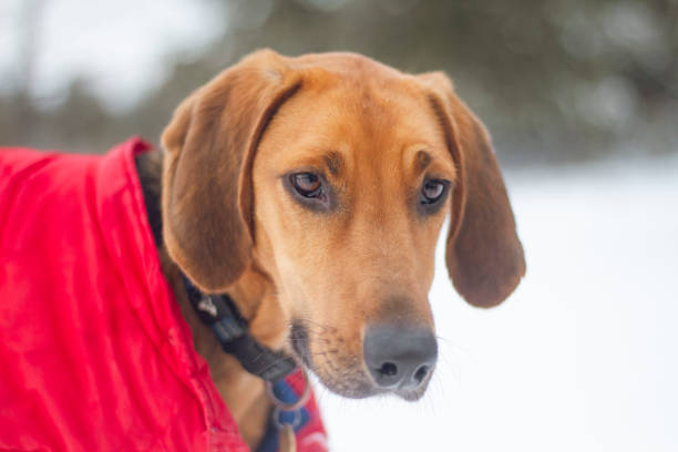 istock Hound dog wearing a red winter jacket in a winter field. 2191691486