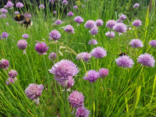 istock A bumblebee flying over chive flowers (Allium schoenoprasum), Glasgow, Scotland 2191693005