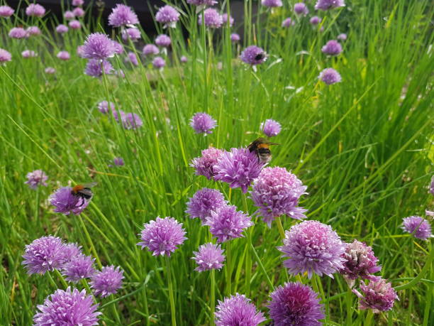 istock Bumblebees collecting nectar from pink chive flowers (Allium schoenoprasum), Glasgow, Scotland 2191693006