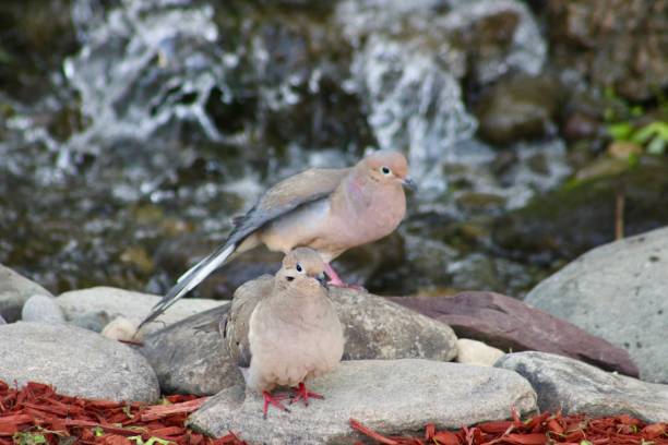 istock Pair of Mourning Doves 2191693236