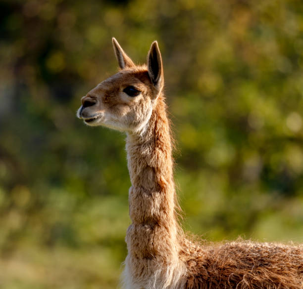 istock Portrait Of A Vicuna Is Captivating 2191694016