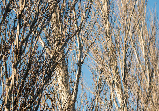 leafless branches of trees in autumn