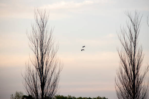 birds flying at sunset between the trees. rural scene
