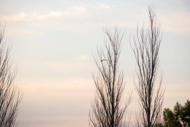 birds flying at sunset between the trees. rural scene