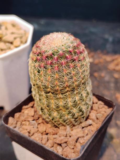 istock Echinocereus rigidissimus var. rubrispinus 2191696425