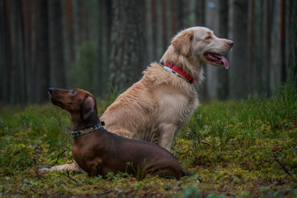 istock The dogs in the forest 2191698031