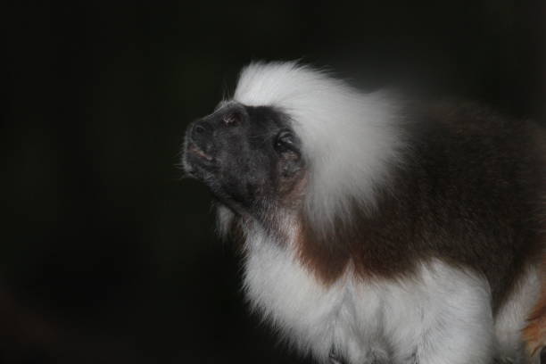 Pied Tamarins in a forest near Manaus - the Amazonas - Brazil