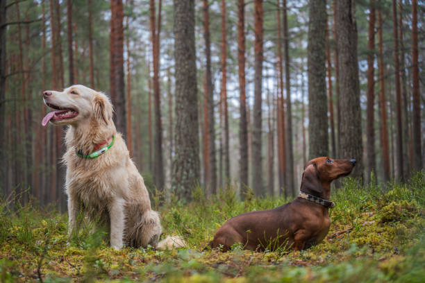 istock Golden retriever and dachshund 2191698552