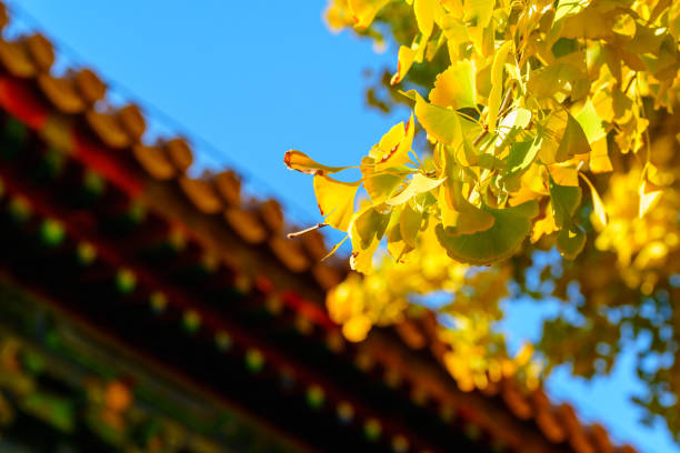 This is a close-up photo of yellow ginkgo leaves with ancient building part in Beijing, China.