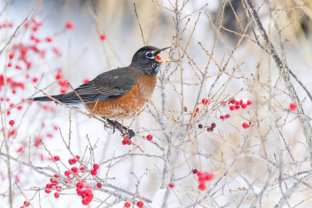 American robin  eating berries in winter