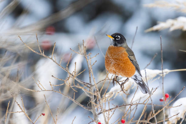 istock American robin  eating berries in winter 2191706240
