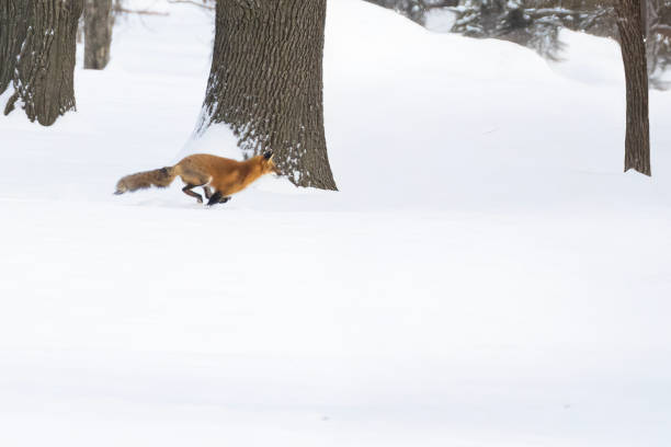 Red fox in Canadian winter hunting