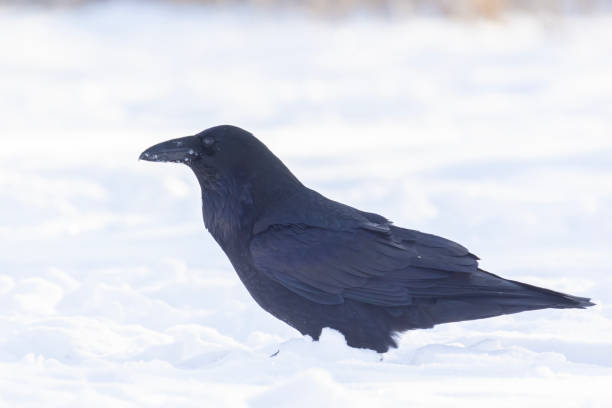 istock common raven or northern raven in winter 2191706245