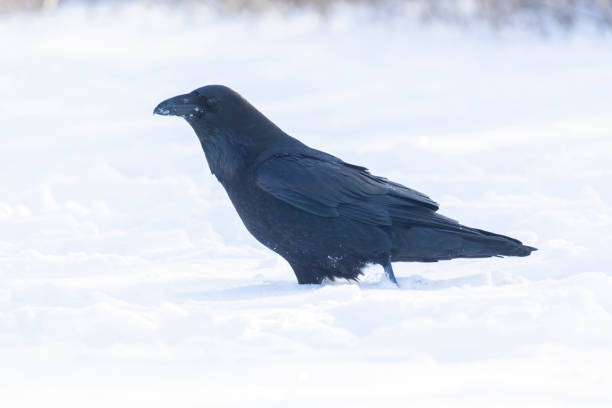 istock common raven or northern raven in winter 2191706246