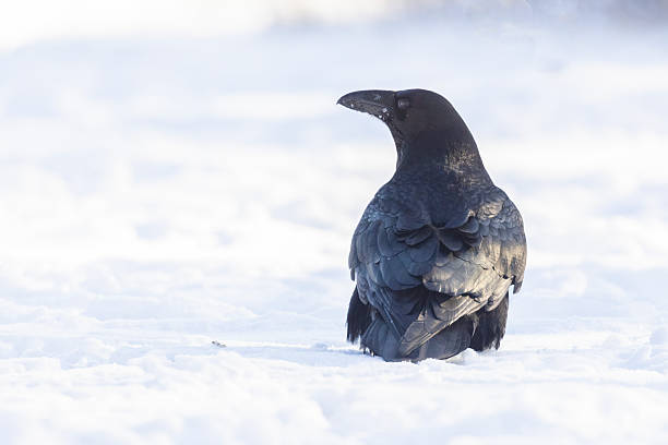 istock common raven or northern raven in winter 2191706248