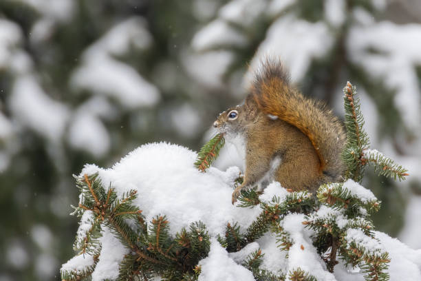 istock American red squirrel feeding in winter 2191706253