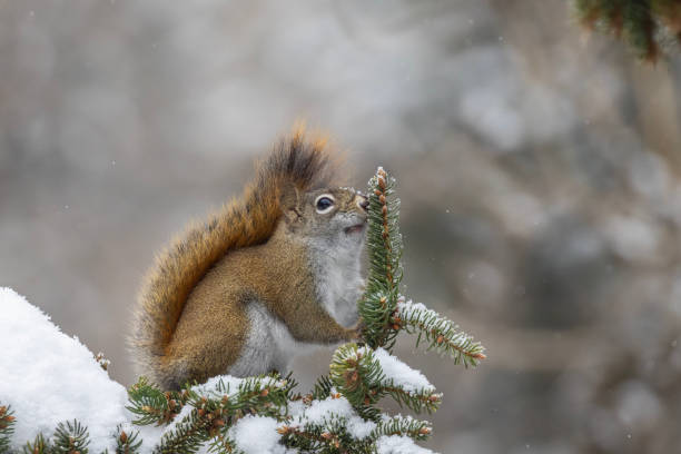 istock American red squirrel feeding in winter 2191706256