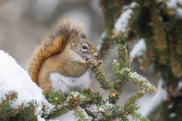 istock American red squirrel feeding in winter 2191706269