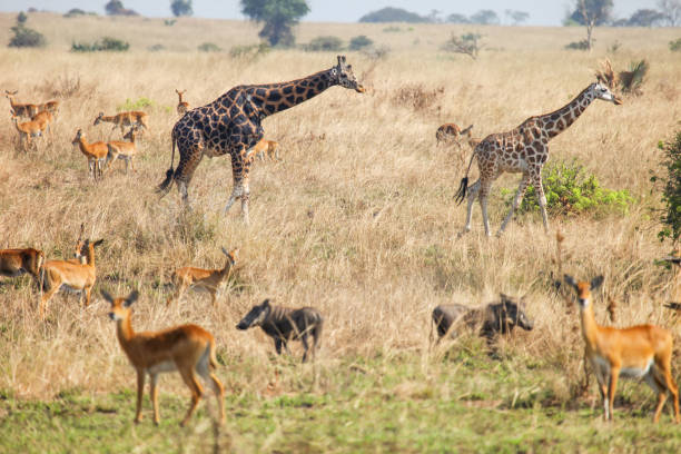 istock Herd of ugandan kobs, common warthogs and giraffes 2191706999