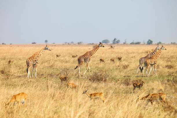 istock Herd of ugandan kobs and giraffes 2191707001