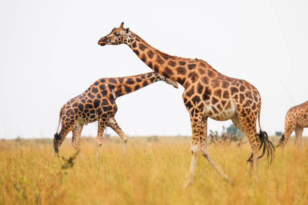 Rothschild's giraffes (Giraffa camelopardalis rothschildi) in the Murchison Falls National Park, Uganda