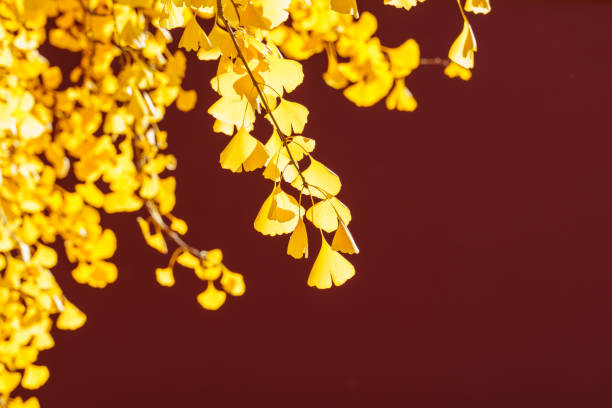 The bright yellow ginkgo leaves in sunlight with red wall background in Ditan Park in Beijing, China.