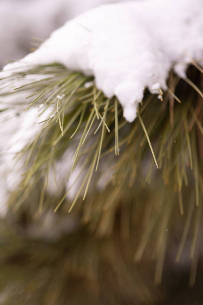 The snow on the tree