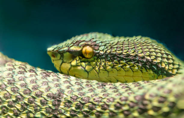 istock Closeup of a Temple Viper 2191708785