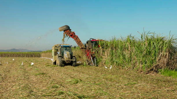 istock a sugar cane harvester and tractor cutting cane 2191708927