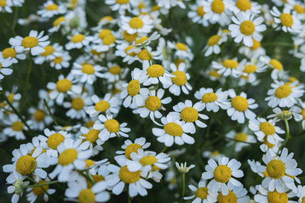 istock closeup chamomile daisy flowers 2191709235