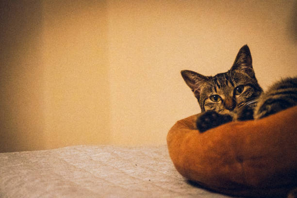 istock A kitten relaxing in a cat bed. 2191713273