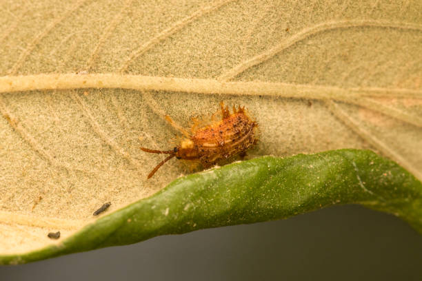 istock Bugs: Nature's Unsung Sustainability Champions 2191713461