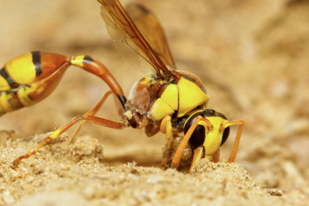 istock Bees and Wasps: Guardians of Biodiversity and Balance 2191713541