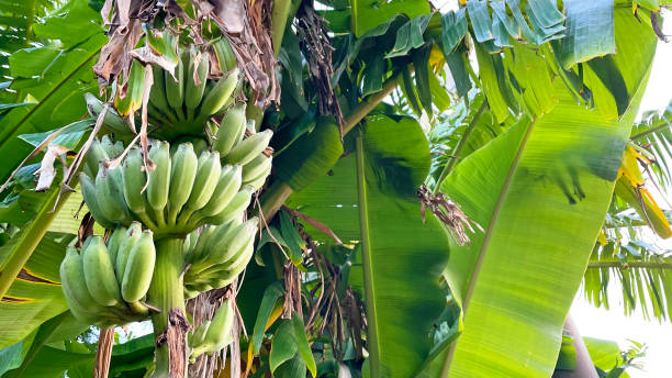 istock Okinawa Prefecture Wild island bananas 2191715213
