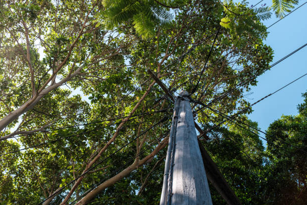 istock Tall wooden utility pole 2191715682