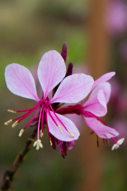 istock This is a gaura flower with pink petals.   . 2191715731